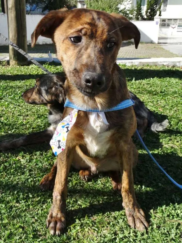 Cachorro ra a SRD idade 2 a 6 meses nome Mamão