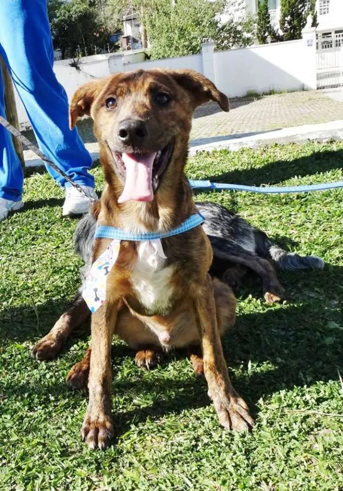 Cachorro ra a SRD idade 2 a 6 meses nome Mamão
