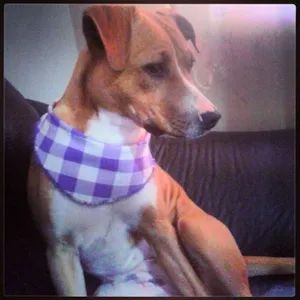 Cachorro raça Vira-Lata idade 1 ano nome Kimi