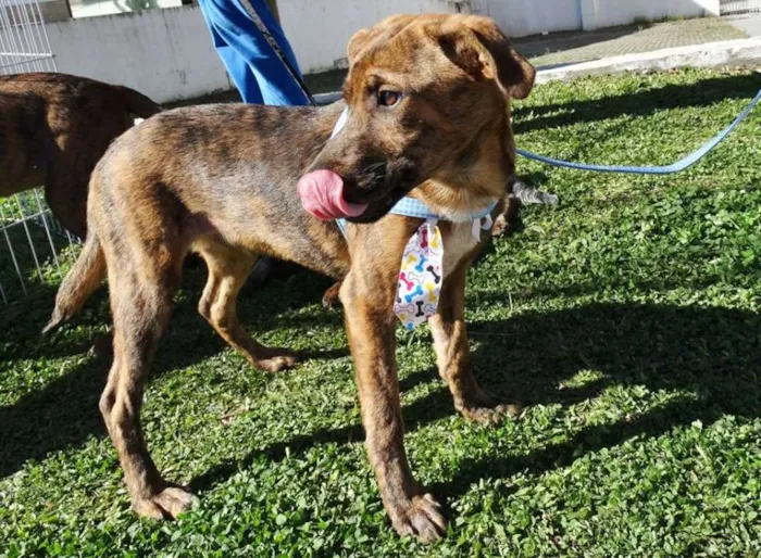 Cachorro ra a SRD idade 2 a 6 meses nome Mamão