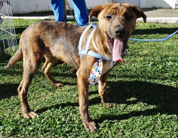 Cachorro ra a SRD idade 2 a 6 meses nome Mamão