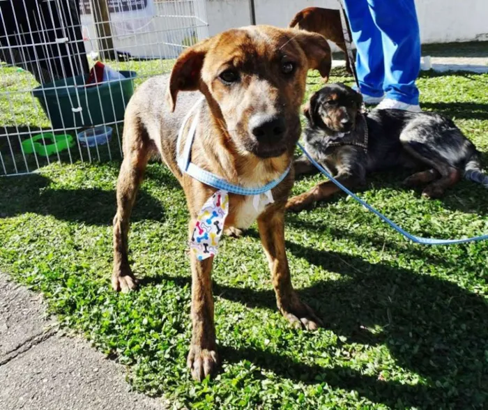 Cachorro ra a SRD idade 2 a 6 meses nome Mamão
