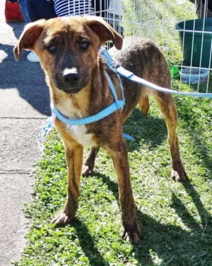 Cachorro raça SRD idade 2 a 6 meses nome Mamão