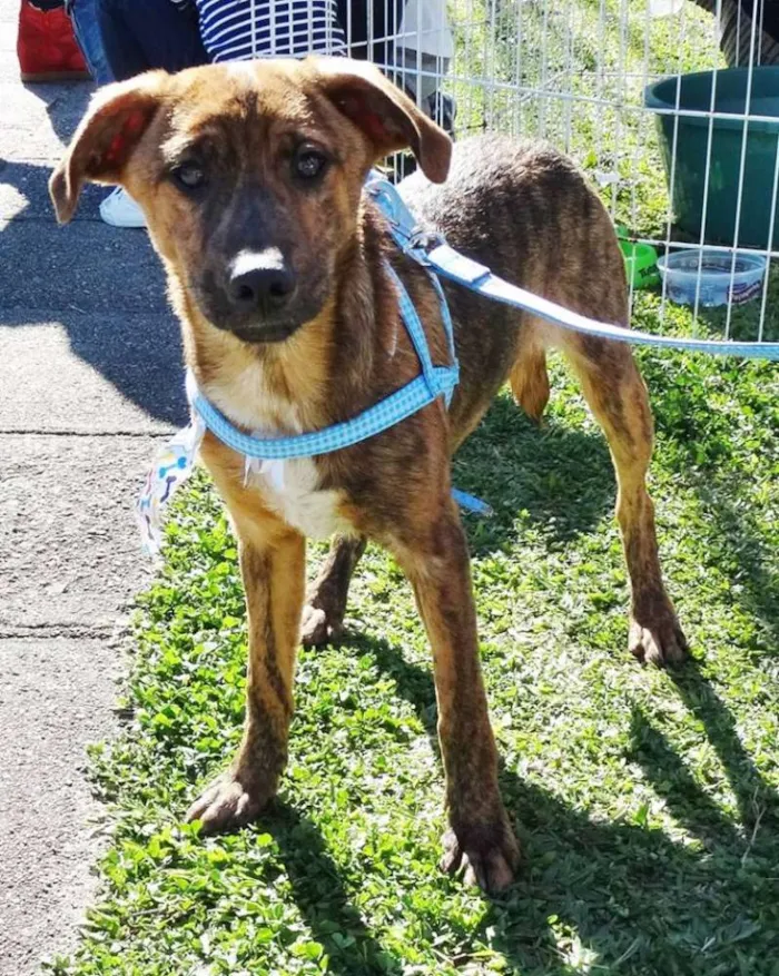 Cachorro ra a SRD idade 2 a 6 meses nome Mamão