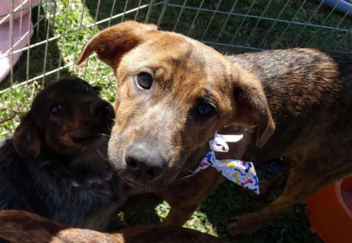 Cachorro ra a SRD idade 2 a 6 meses nome Mamão