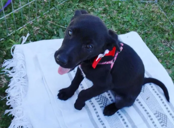 Cachorro ra a SRD idade 2 a 6 meses nome Rafa