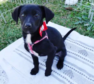 Cachorro raça SRD idade 2 a 6 meses nome Rafa