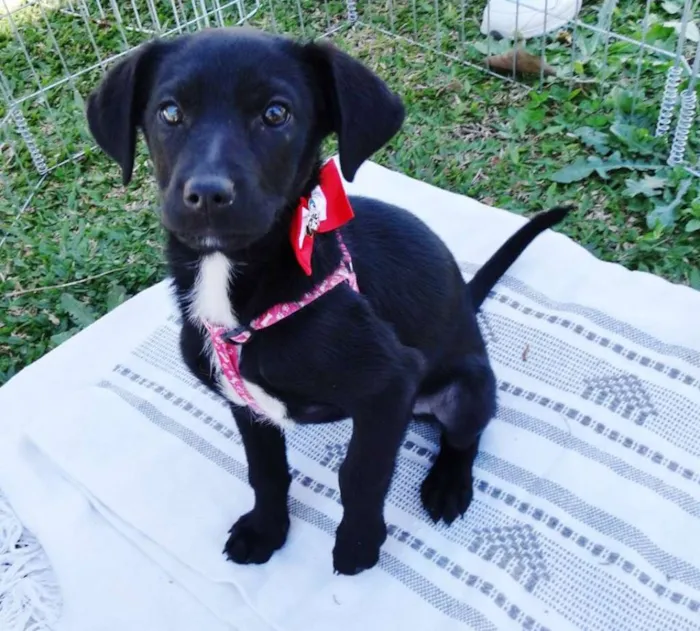 Cachorro ra a SRD idade 2 a 6 meses nome Rafa