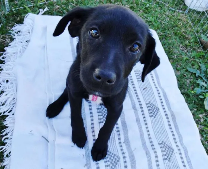 Cachorro ra a SRD idade 2 a 6 meses nome Rafa