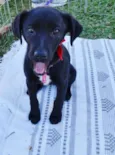 Rafa