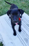Rafa