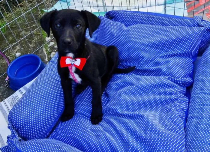 Cachorro ra a SRD idade 2 a 6 meses nome Rafa