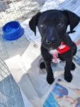 Rafa
