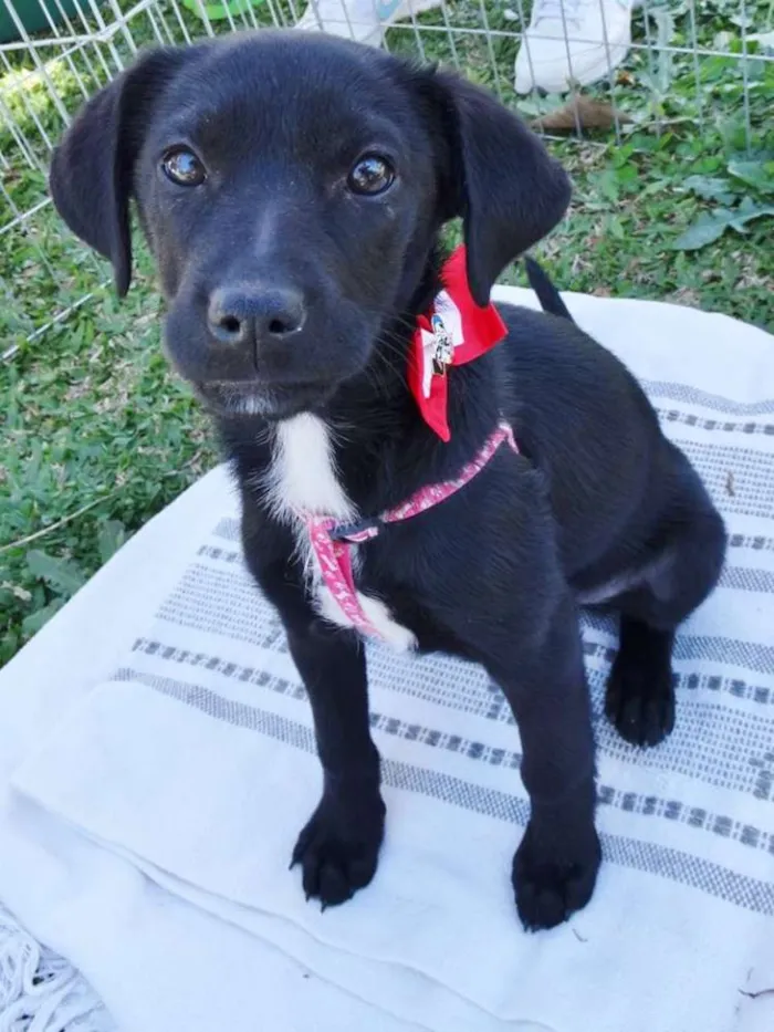 Cachorro ra a SRD idade 2 a 6 meses nome Rafa