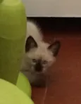 Cinza