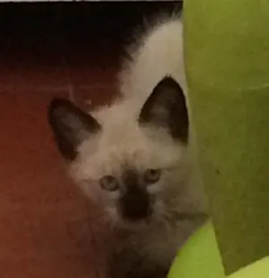 Gato raça Vira lata idade Abaixo de 2 meses nome Cinza