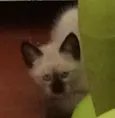 Cinza
