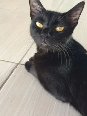 Gato raça Vira lata idade 1 ano nome Preta