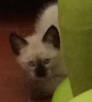 Gato raça Vira lata idade  nome Neves