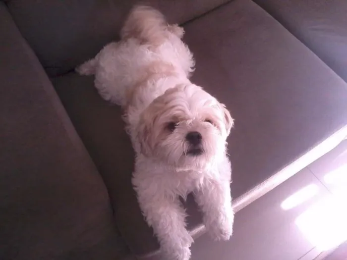 Cachorro ra a Lhasa Apso idade 2 anos nome Sansão