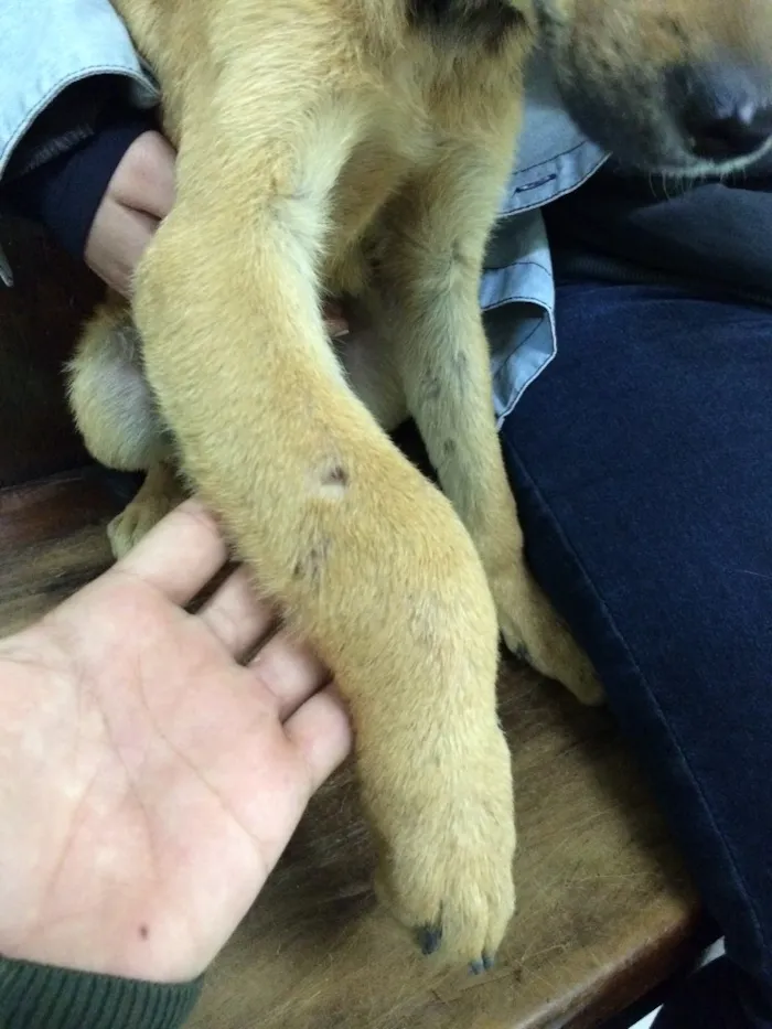 Cachorro raça Não definida idade 2 a 6 meses nome Sol