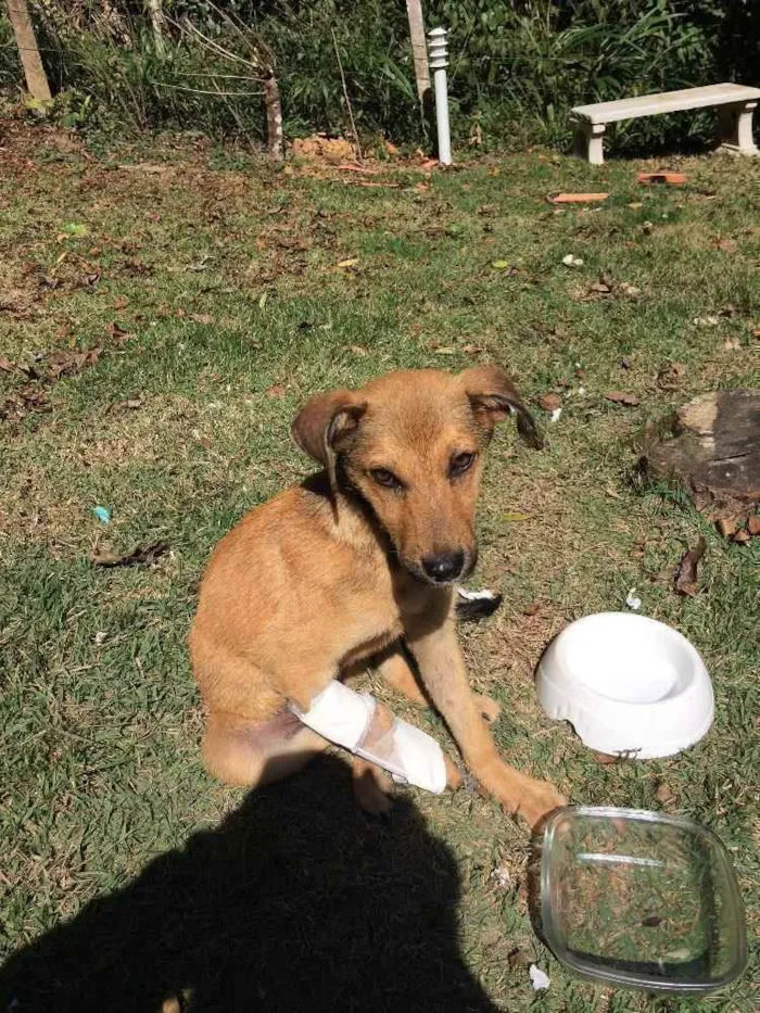 Cachorro raça Não definida idade 2 a 6 meses nome Sol