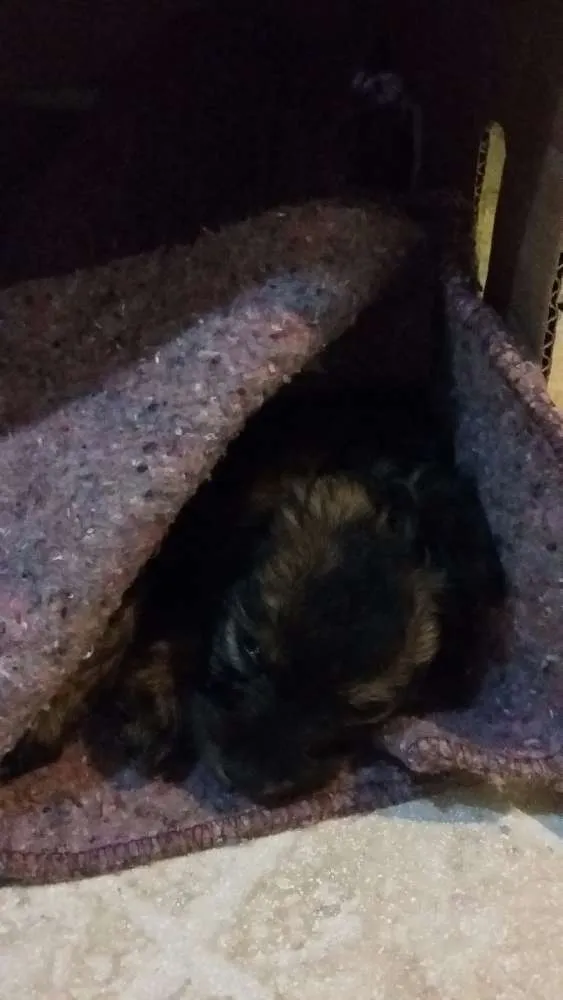Cachorro ra a SRD idade Abaixo de 2 meses nome Lilica