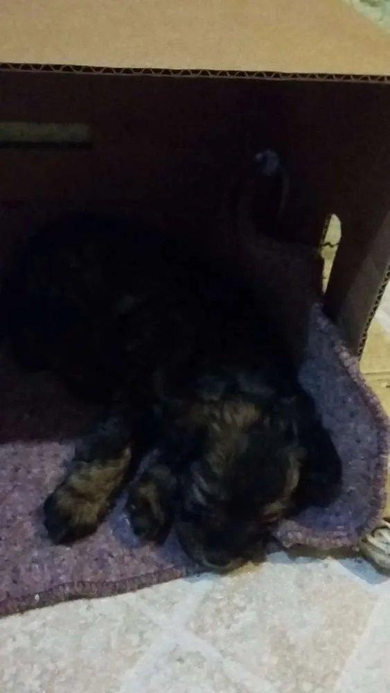 Cachorro ra a SRD idade Abaixo de 2 meses nome Lilica