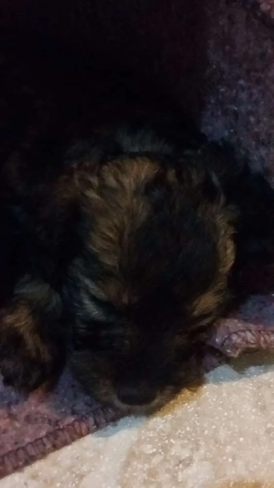 Cachorro ra a SRD idade Abaixo de 2 meses nome Lilica
