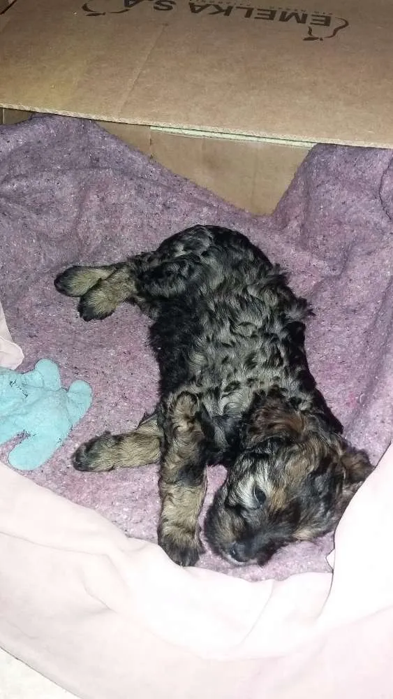 Cachorro ra a SRD idade Abaixo de 2 meses nome Lilica