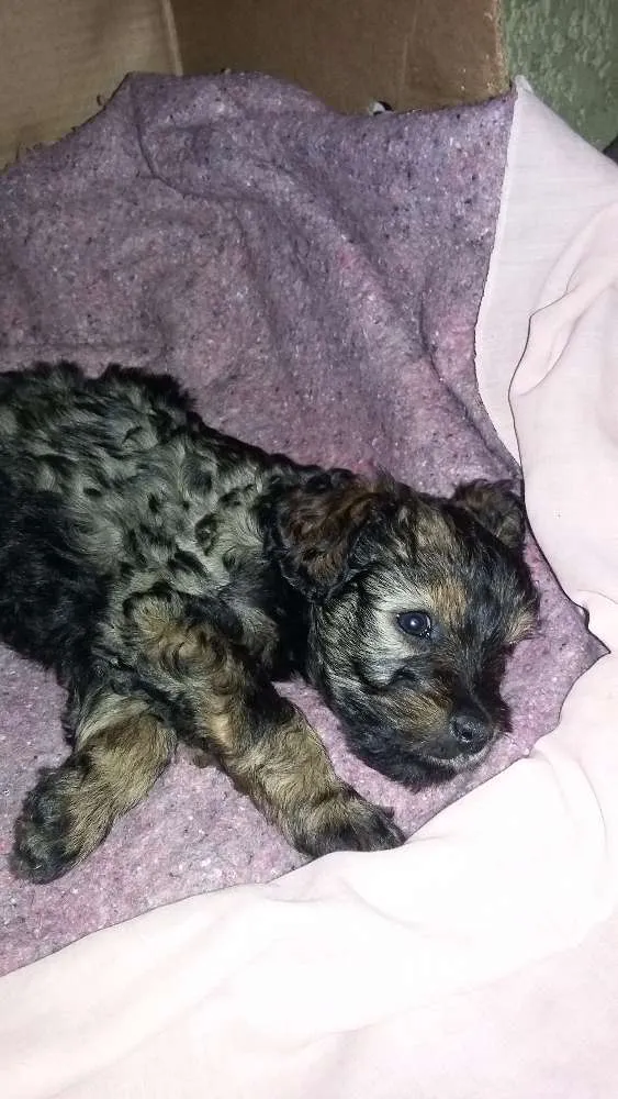 Cachorro ra a SRD idade Abaixo de 2 meses nome Lilica