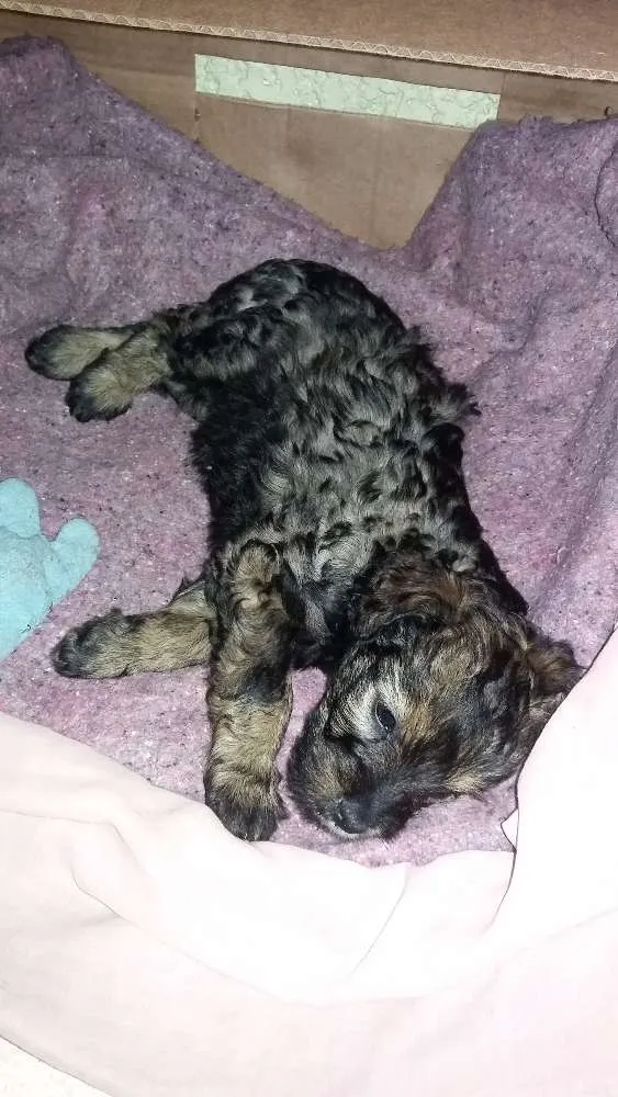 Cachorro ra a SRD idade Abaixo de 2 meses nome Lilica