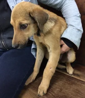 Cachorro raça Não definida idade 2 a 6 meses nome Sol