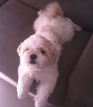 Cachorro raça Lhasa Apso idade 2 anos nome Sansão