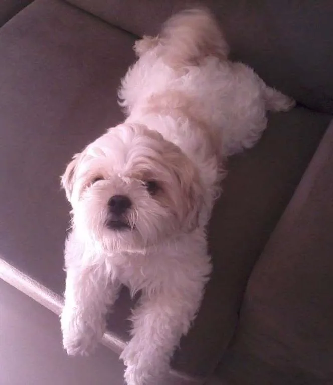 Cachorro ra a Lhasa Apso idade 2 anos nome Sansão
