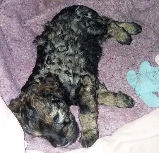Cachorro ra a SRD idade Abaixo de 2 meses nome Lilica
