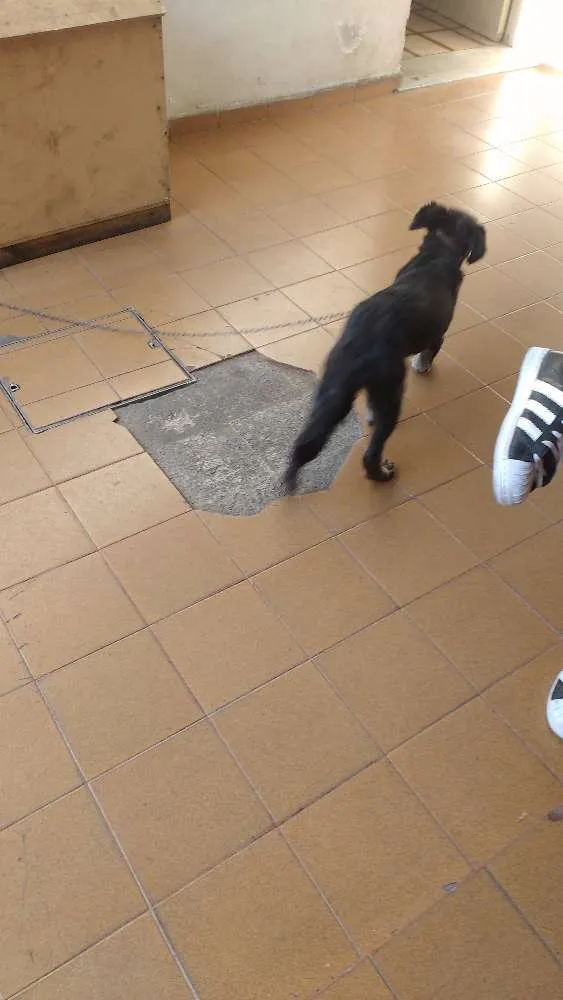 Cachorro ra a vira-lata com Poodle idade 7 a 11 meses nome July