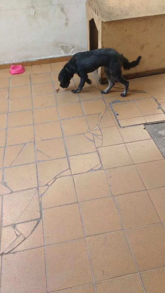 Cachorro ra a vira-lata com Poodle idade 7 a 11 meses nome July