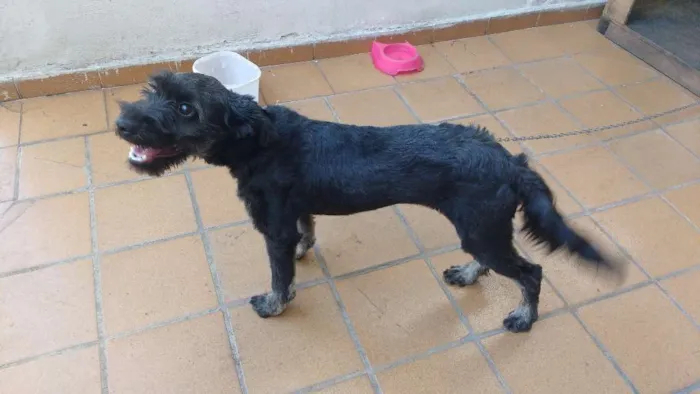 Cachorro ra a vira-lata com Poodle idade 7 a 11 meses nome July
