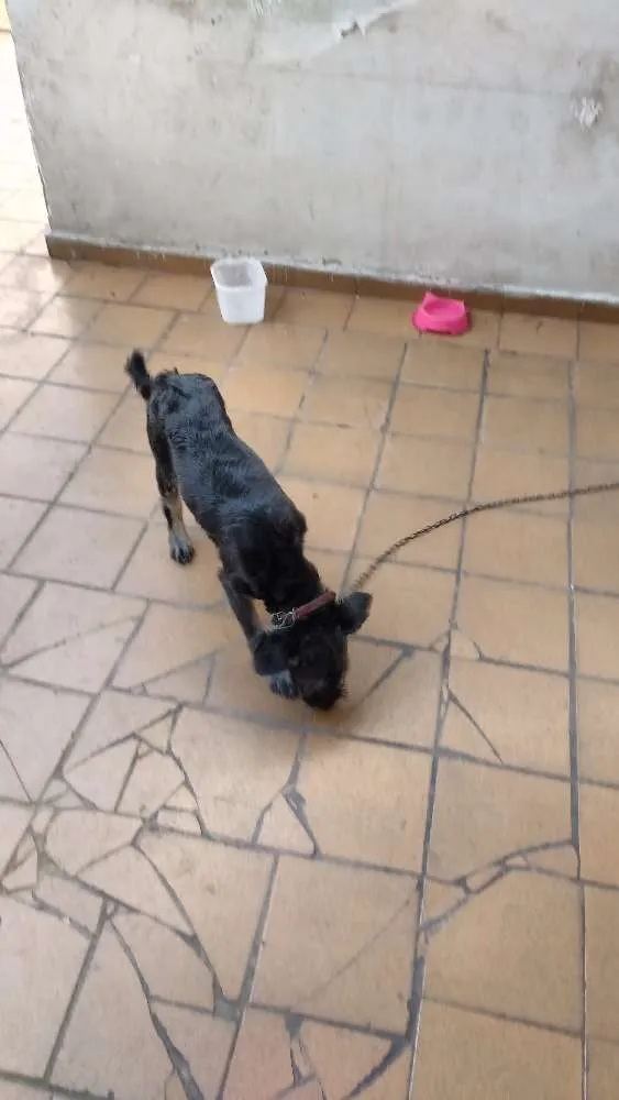 Cachorro ra a vira-lata com Poodle idade 7 a 11 meses nome July