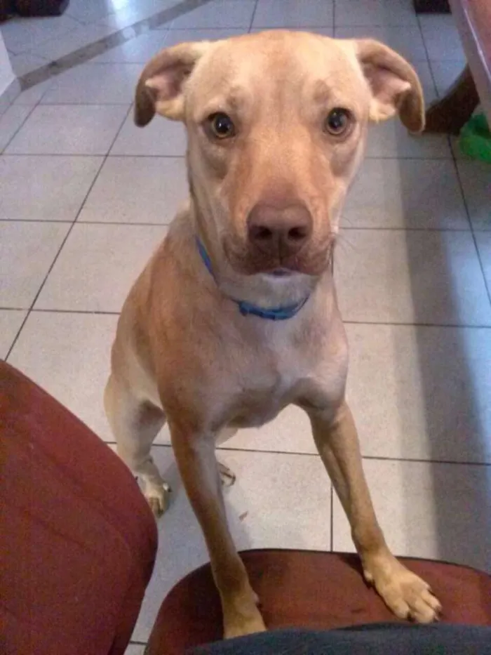 Cachorro ra a SRD idade 1 ano nome Mel
