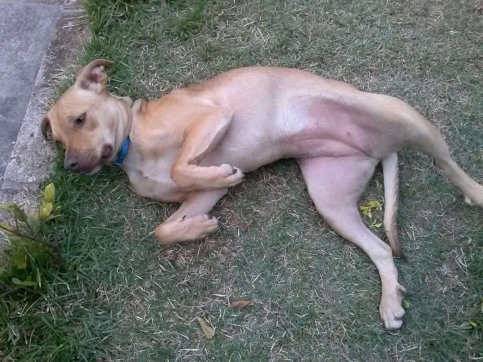 Cachorro ra a SRD idade 1 ano nome Mel