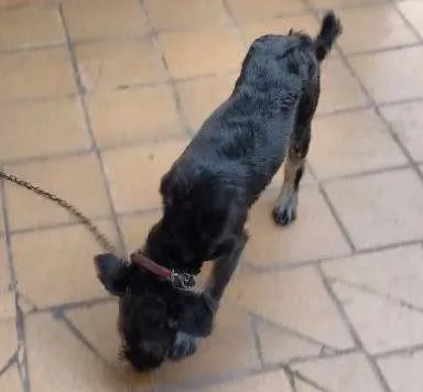 Cachorro ra a vira-lata com Poodle idade 7 a 11 meses nome July