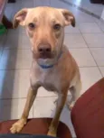 Mel