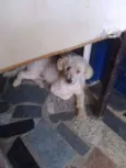 Algodão
