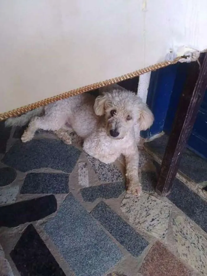 Cachorro raça Poodle idade 3 anos nome Algodão