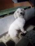 Algodão