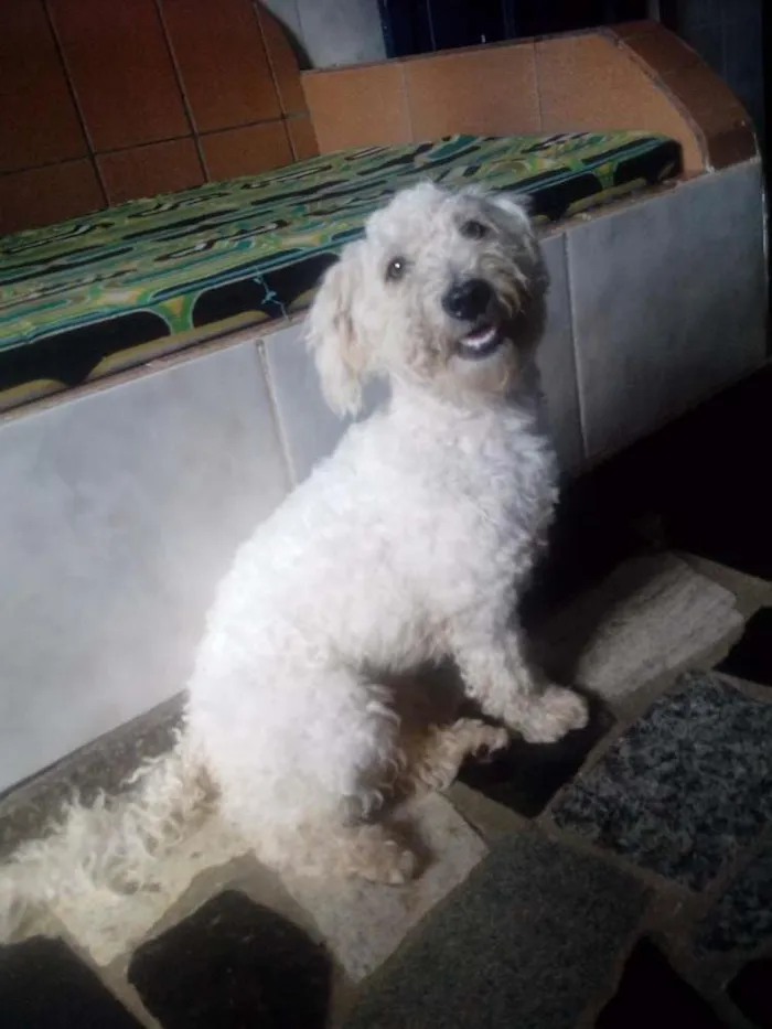 Cachorro raça Poodle idade 3 anos nome Algodão