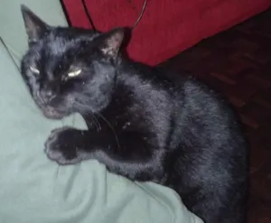 Gato raça não definida idade 7 a 11 meses nome missi