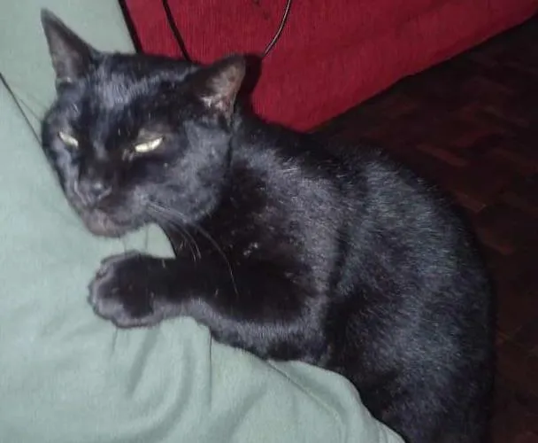 Gato ra a não definida idade 7 a 11 meses nome missi